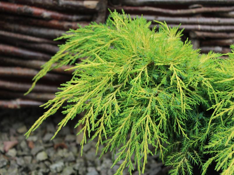 Juniperus x media 'Carbery Gold'-9996