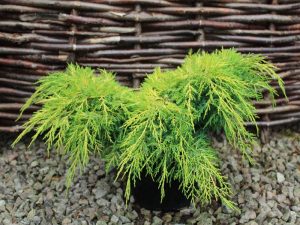 Juniperus x media 'Carbery Gold'-0