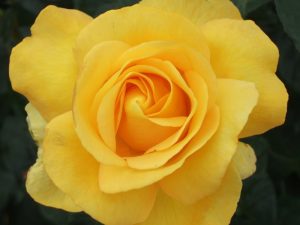 Rosa Hybrid Tea Keep Smiling aka My Lovely Mum 'Fryflorida'-0