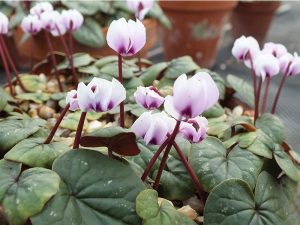 Cyclamen coum kuznetzovii-0
