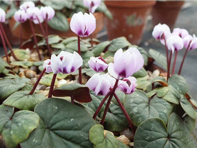 Cyclamen coum kuznetzovii-0