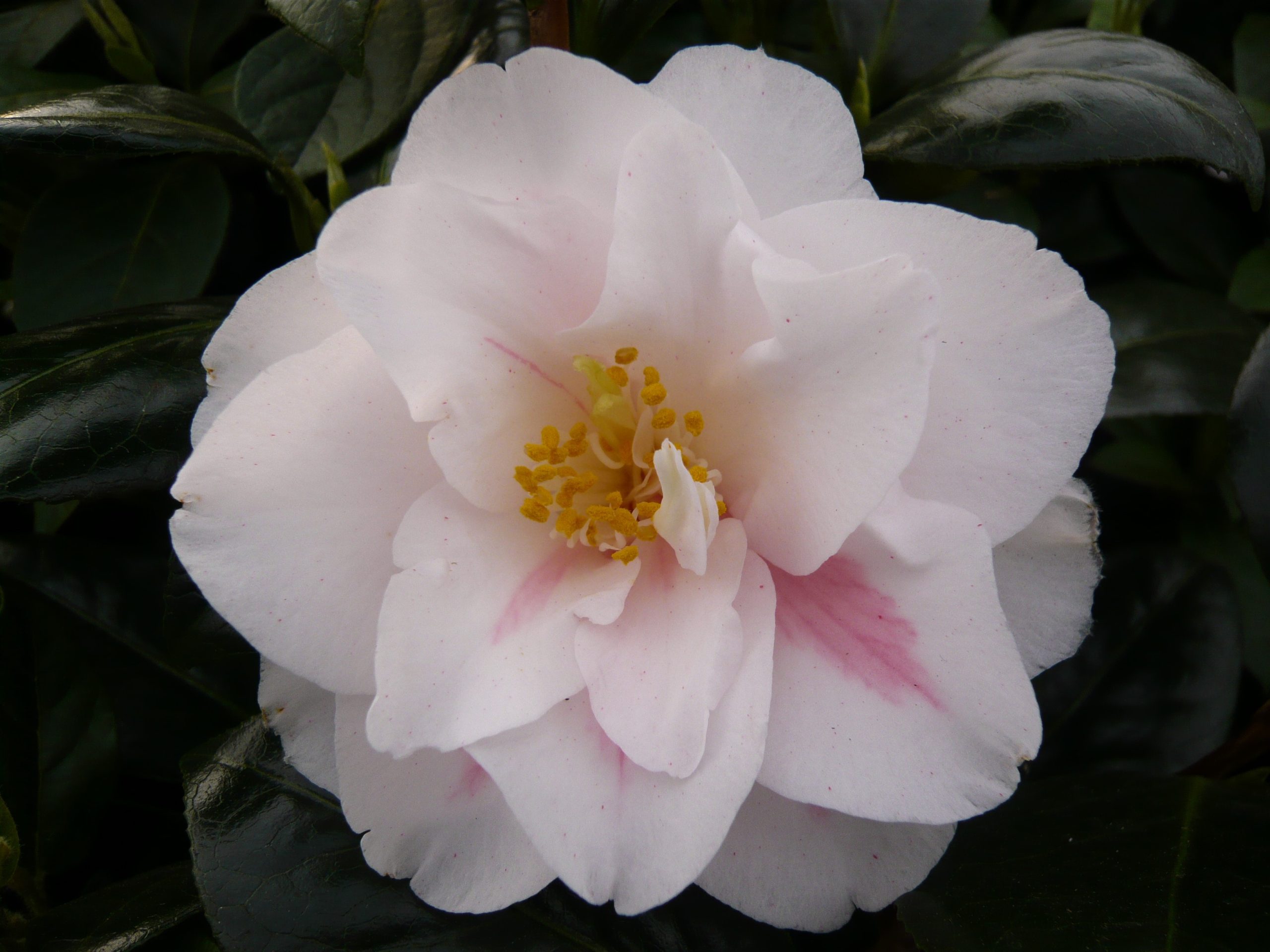 Camellia japonica 'Lady Vansittart'-0