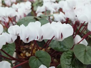 Cyclamen coum f. albissimum 'Lake Effect'-0