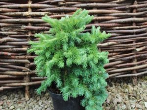 Larix kaempferi 'Blue Dwarf'-0