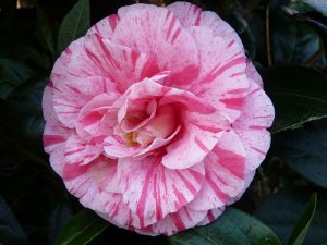 Camellia japonica 'Lavinia Maggi'-0