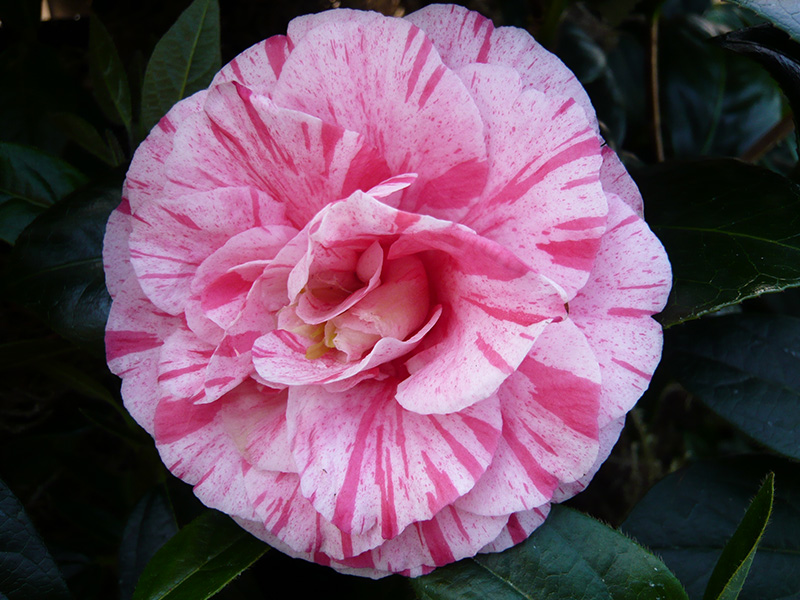 Camellia japonica 'Lavinia Maggi'-0