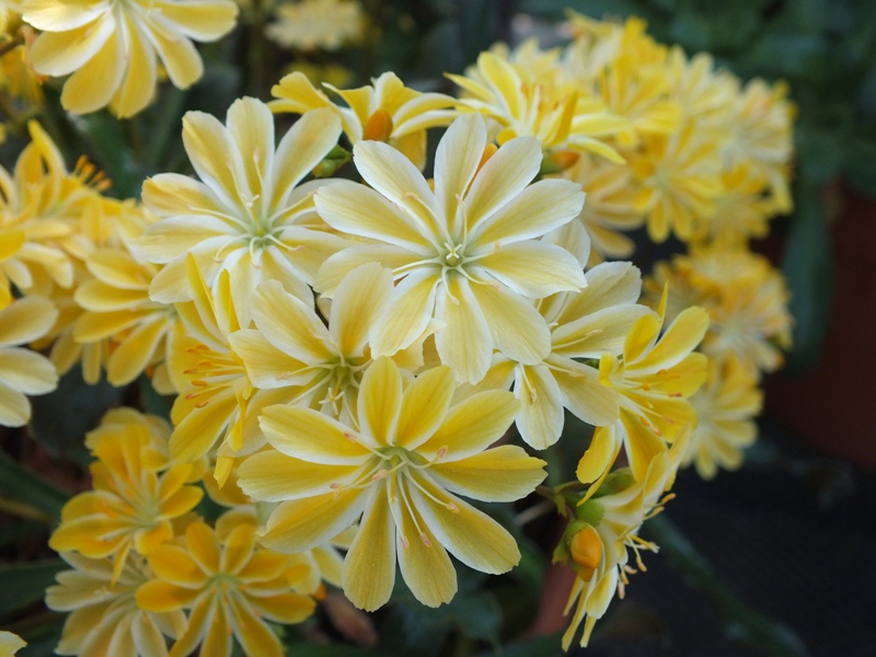 Lewisia cotyledon Ashwood Strain Yellow Shades-18