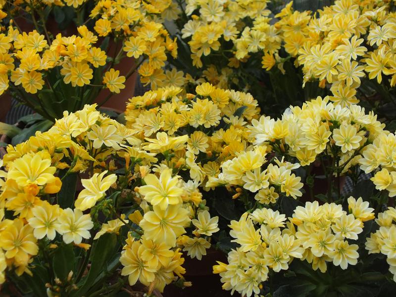 Lewisia cotyledon Ashwood Strain Yellow Shades-4034
