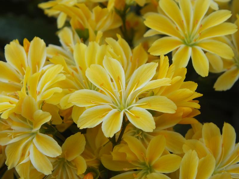 Lewisia cotyledon Ashwood Strain Yellow Shades-0
