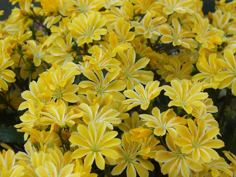 Lewisia cotyledon Ashwood Strain Yellow Shades-4032