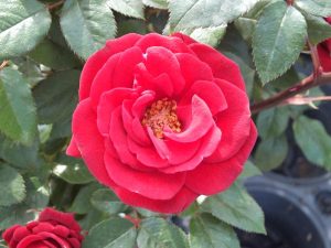 Rosa 'Love Knot'-0
