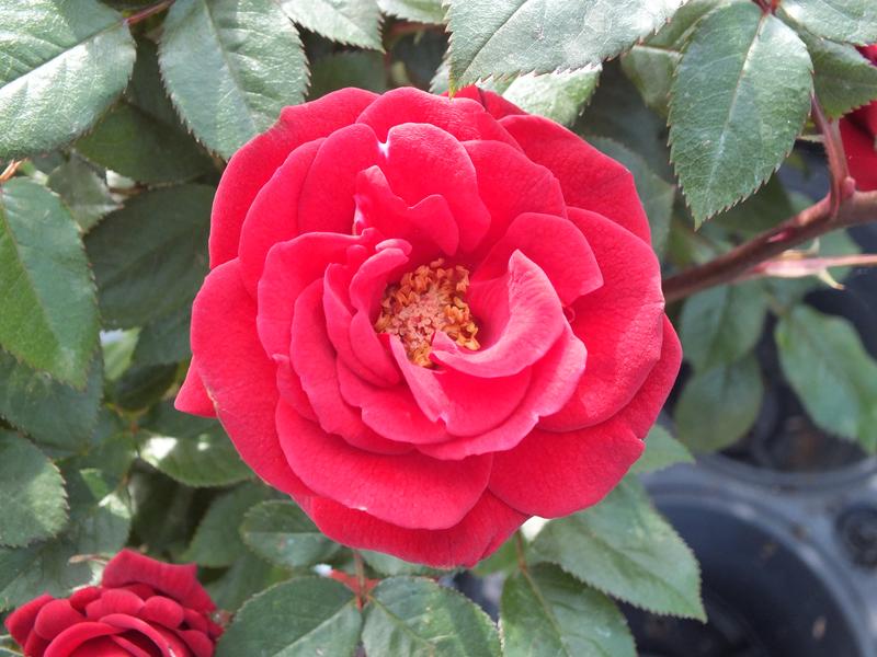 Rosa 'Love Knot'-0