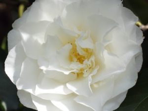 Camellia japonica 'Madge Millar'-0