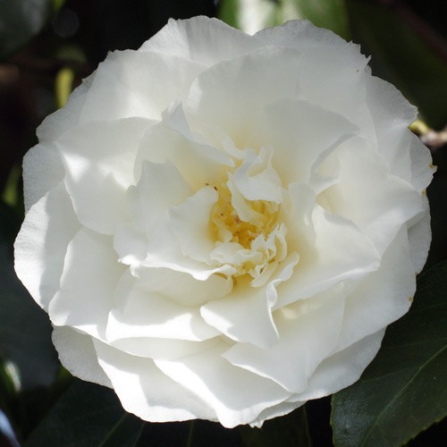 Camellia japonica 'Madge Millar'-0