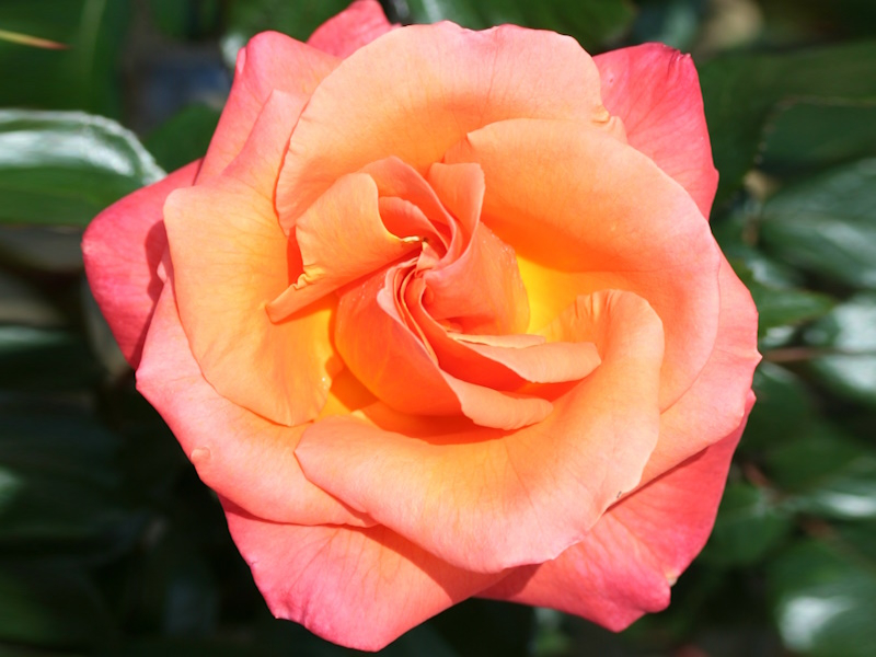 Rosa Hybrid Tea Mamma Mia 'Fryjolly'-0