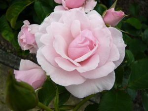 Rosa floribunda Many Happy Returns 'Harwanted'-0