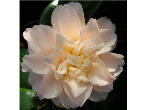 Camellia japonica 'Marjorie Magnificent'-0