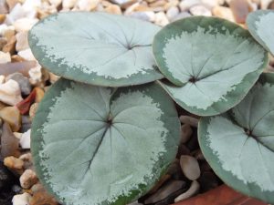 Cyclamen coum 'Maurice Dryden'-0