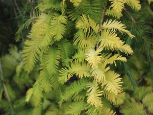Metasequoia glyptostroboides 'Gold Rush'-0