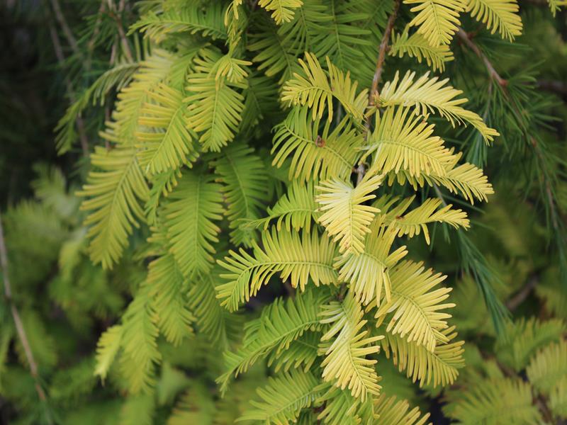 Metasequoia glyptostroboides 'Gold Rush'-0