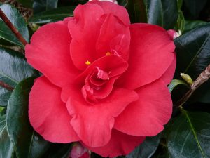 Camellia japonica 'Midnight'-0