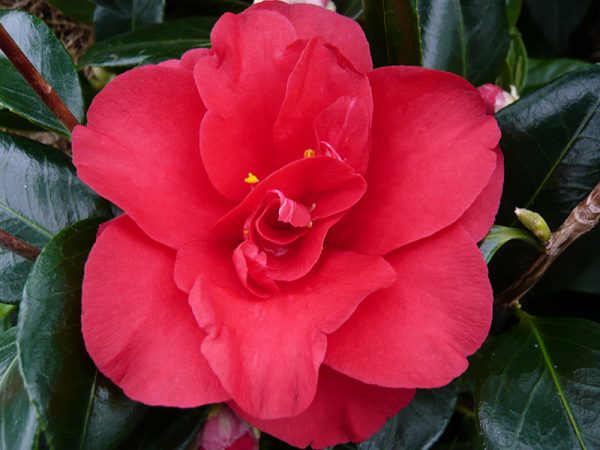Camellia japonica 'Midnight'-0