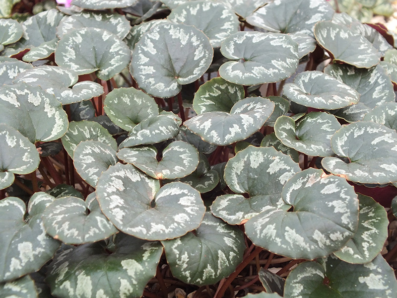 Cyclamen mirabile-3382