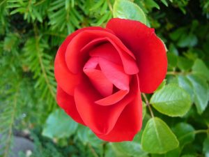 Rosa floribunda Moment in Time 'Korcastran'-0