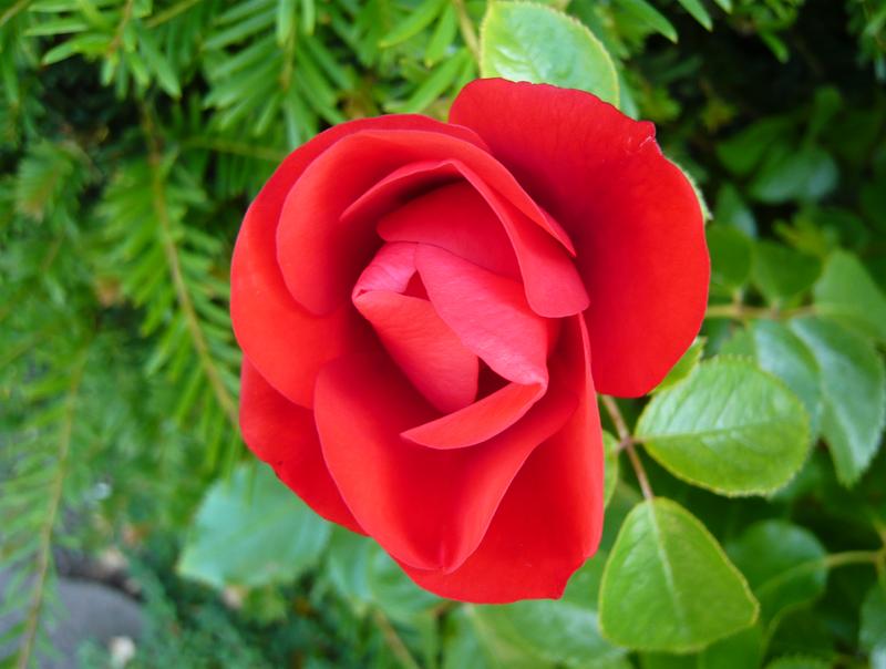 Rosa floribunda Moment in Time 'Korcastran'-0