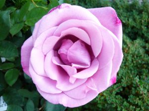 Rosa Hybrid Tea Moody Blue aka My Lovely Dad 'Fryniche'-0