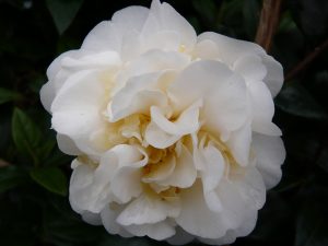 Camellia japonica 'Moshe Dayan'-0