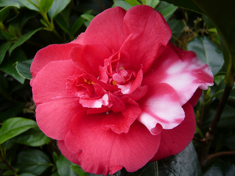 Camellia japonica 'Nagasaki'-849