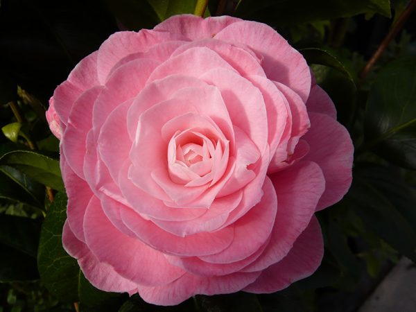 Camellia japonica 'Nuccio's Amigo'-1190