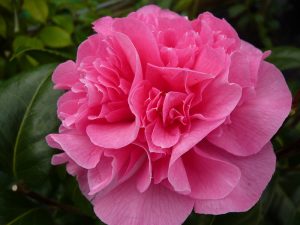 Camellia japonica 'Nuccio's Cameo'-0