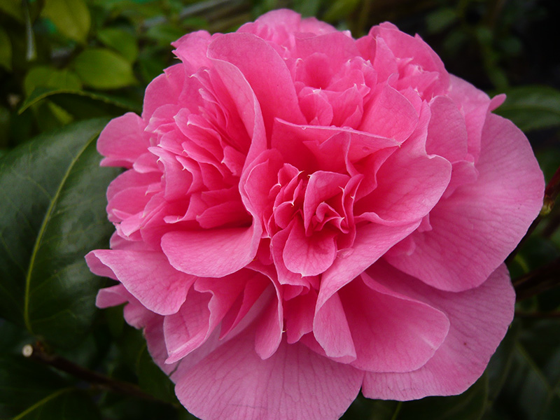 Camellia japonica 'Nuccio's Cameo'-0
