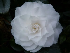 Camellia japonica 'Nuccio's Gem'-0