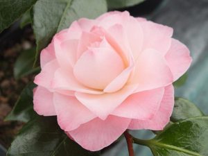 Camellia japonica 'Nuccio's Pearl'-0