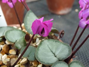 Cyclamen coum Nymans Group-0