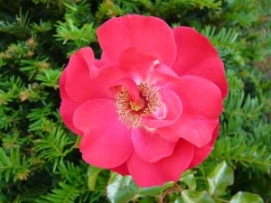 Rosa 'Olympic Flame'-0