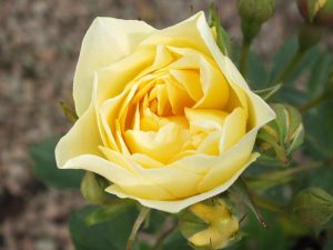 Rosa Our Dream-0