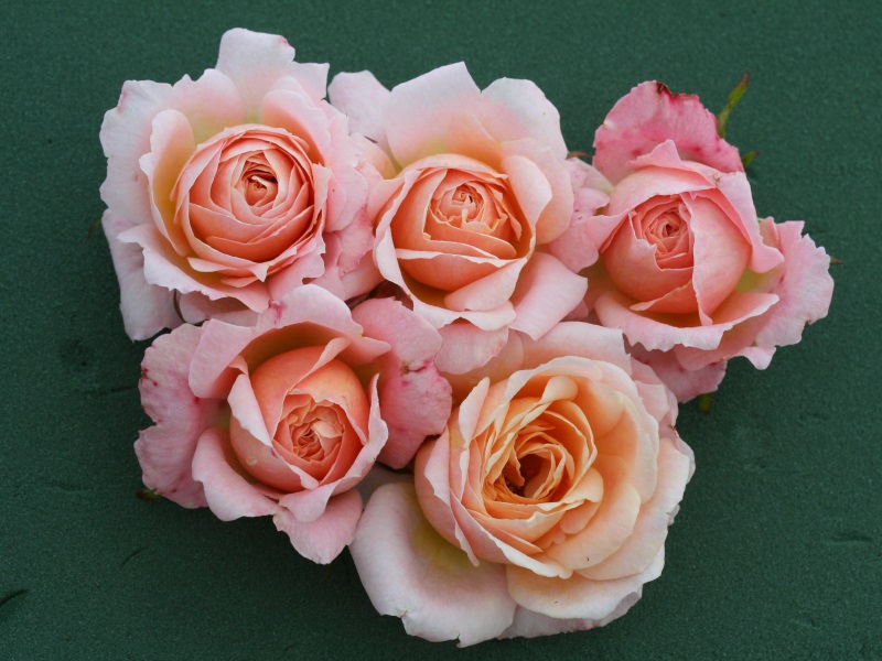 Rosa Peachy ('Macreta')-11540