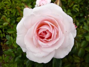 Rosa floribunda Pearl 'Korterschi'-0