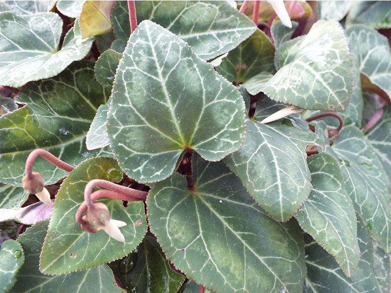 Cyclamen persicum 'Album'-3384