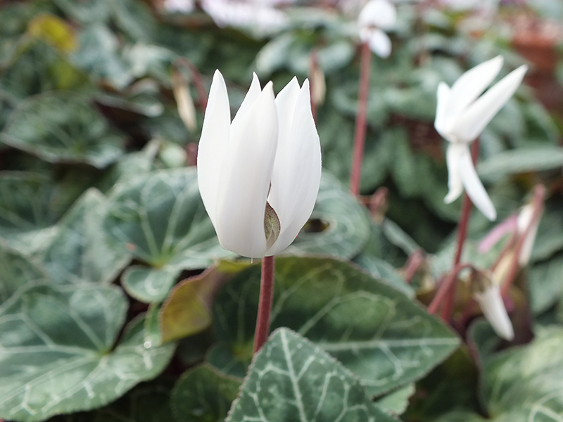 Cyclamen persicum 'Album'-3383