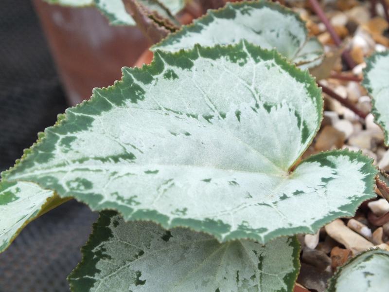 Cyclamen persicum Ashwood Silver Leaf Form-520