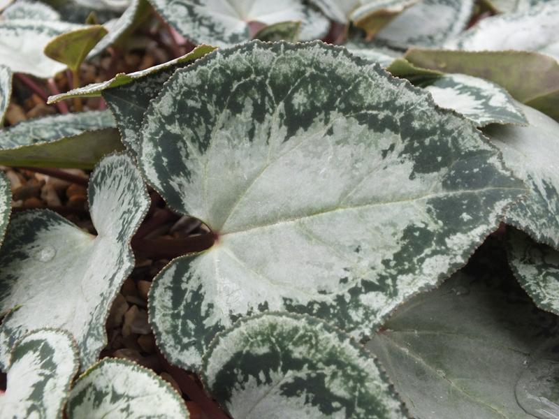 Cyclamen persicum Ashwood Silver Leaf Form-0