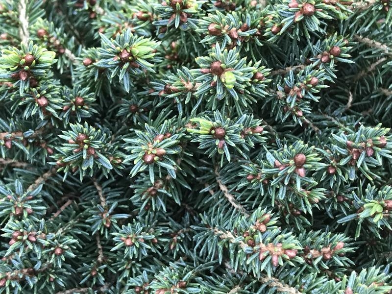 Picea abies 'Little Gem'-14195