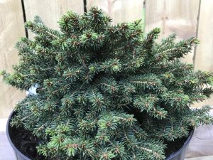 Picea abies 'Little Gem'-0