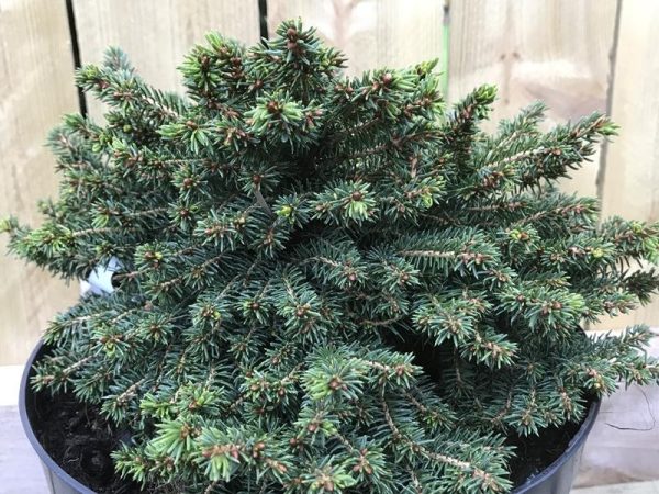 Picea abies 'Little Gem'-0