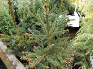 Picea abies 'Rydal'-0
